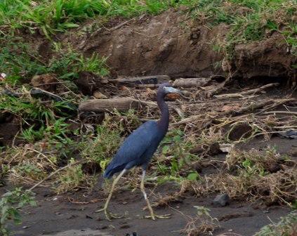 Tarcoles, Aigrette bleue